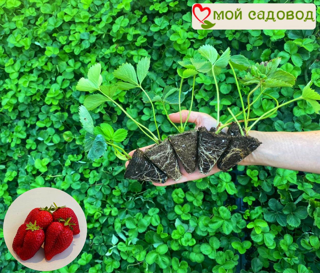 Клубника Кама (ранний сорт)