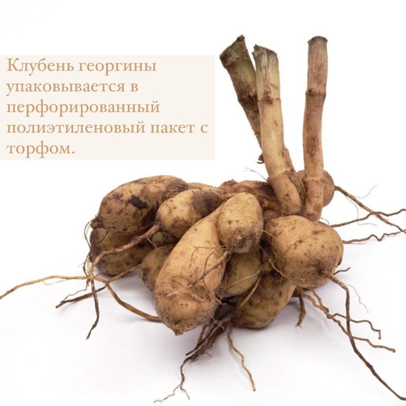 Георгина декоративная Дабл Жё (DOUBLE JEU)