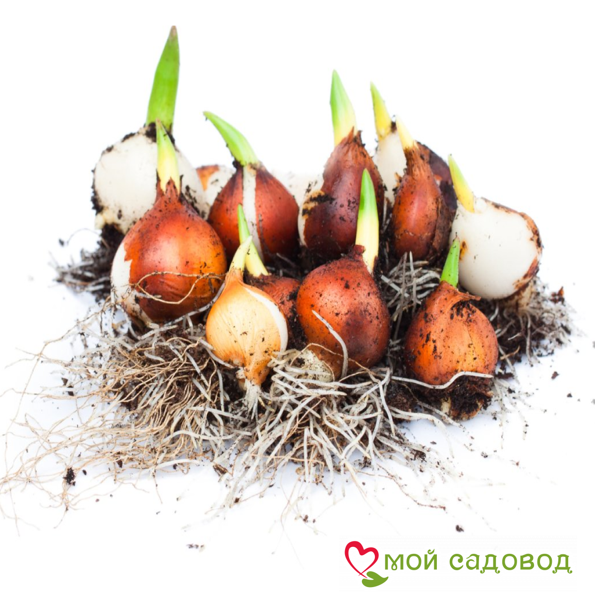 Тюльпан Коралловый Риф